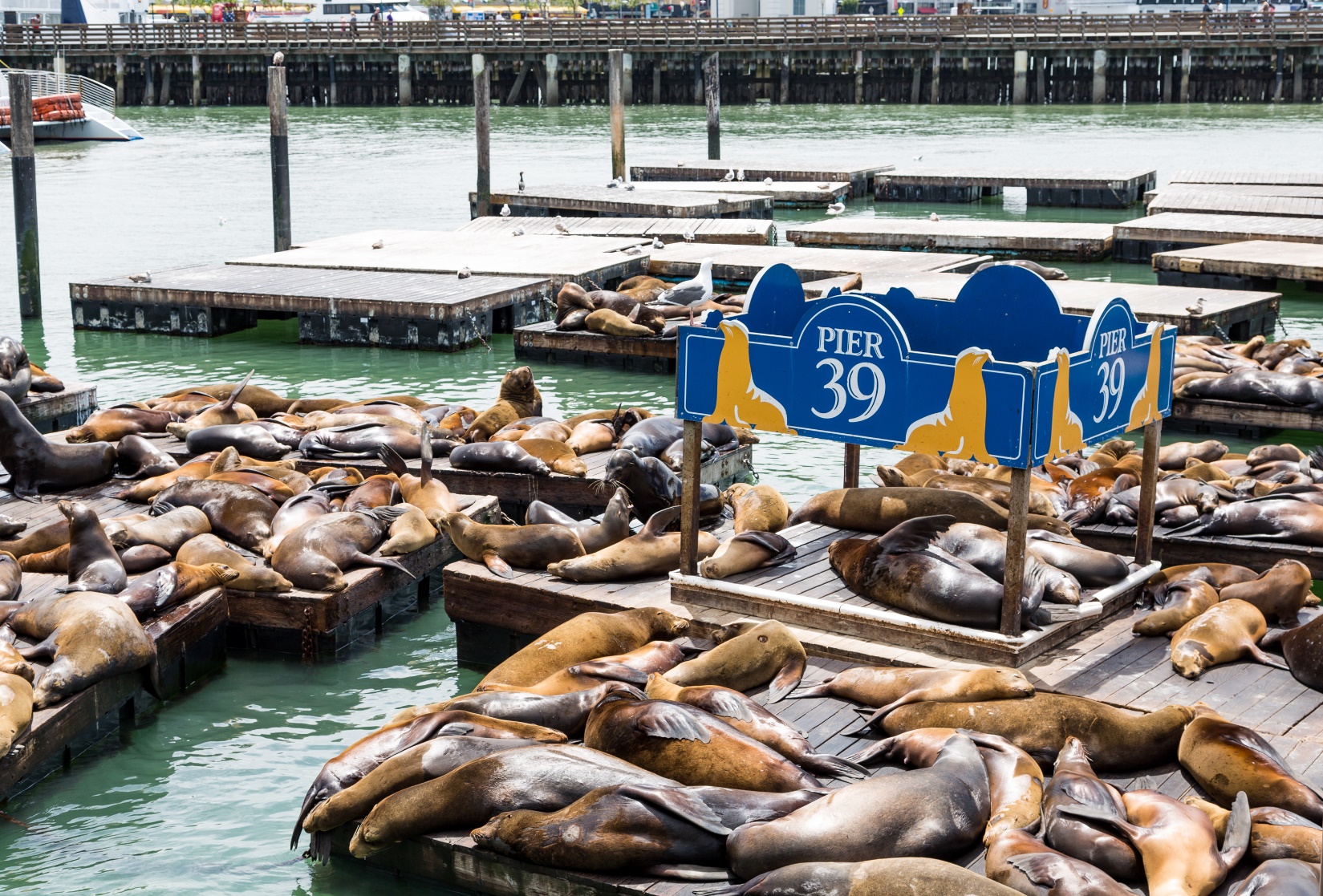 Sea lions on Pier 39 in San Francisco