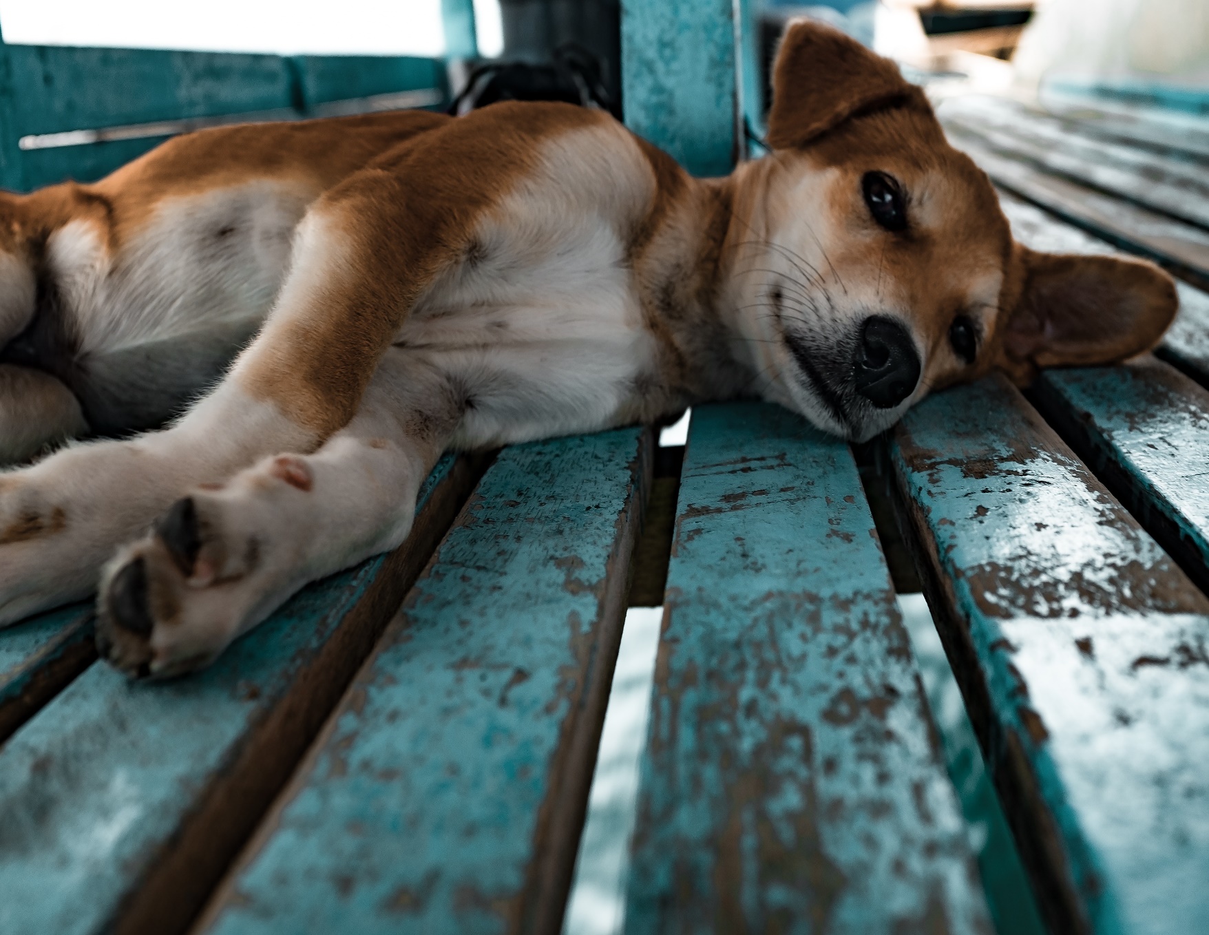 Dog on a blue bench