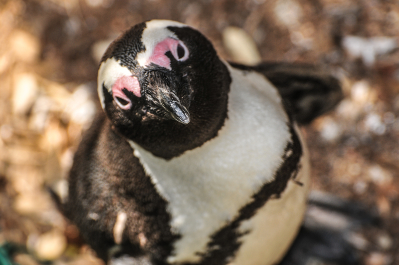 Close up of an African penguin