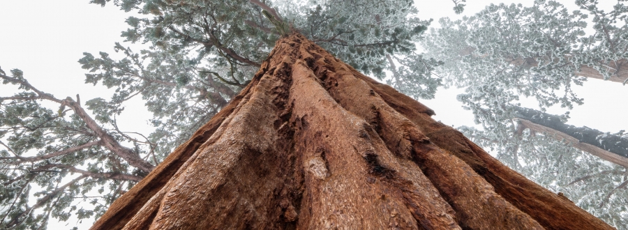 Giant Sequoia Trees