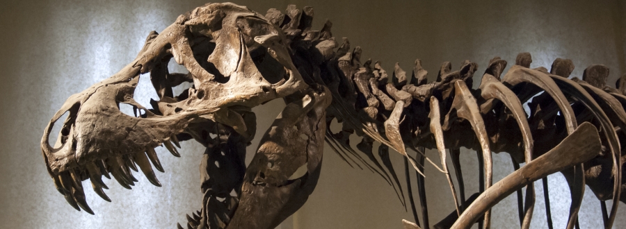 Skeleton of a dinosaur