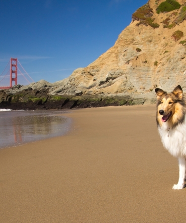 Collie on a San Francisco Beach with Golden Gate Bridge in the Background