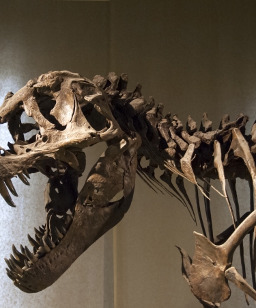 Skeleton of a dinosaur