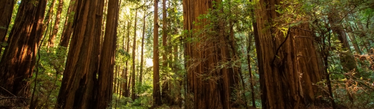 Muir Woods National Monument