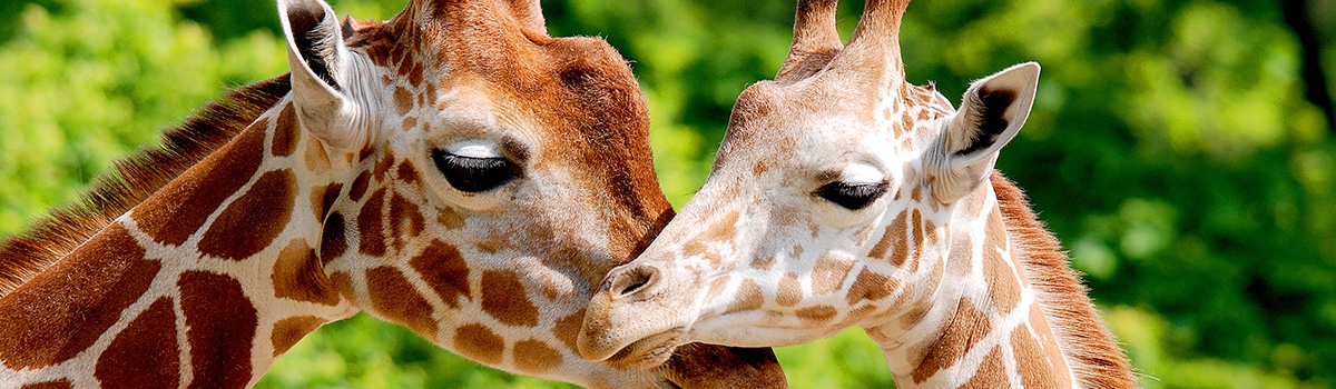 Mother giraffe nuzzling her baby