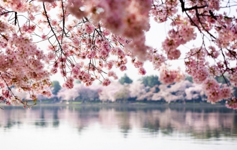 Cherry blossom trees