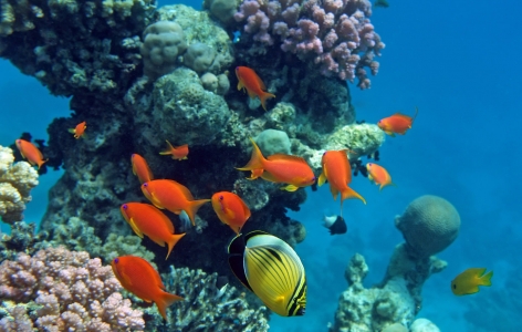 Tropical Fish, San Francisco Attractions