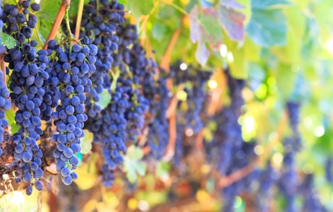 Grapes on the vine at a vineyard