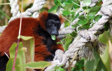 Monkey, San Francisco Zoo