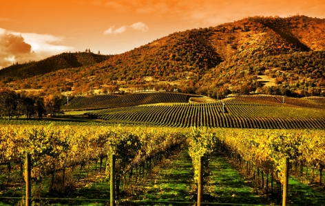 Landscape of Napa Valley, a San Francisco Attraction